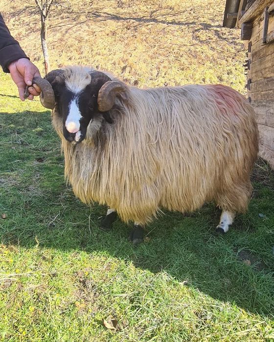 Berbec strămior de vânzare