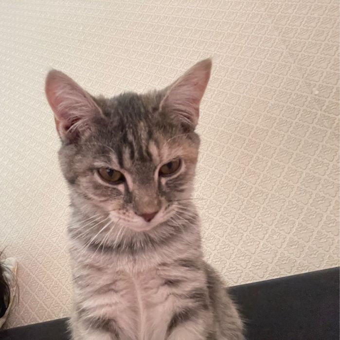 Домашняя кошка даром