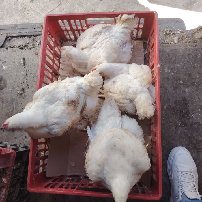 Pui albi de carne și rasa mixta