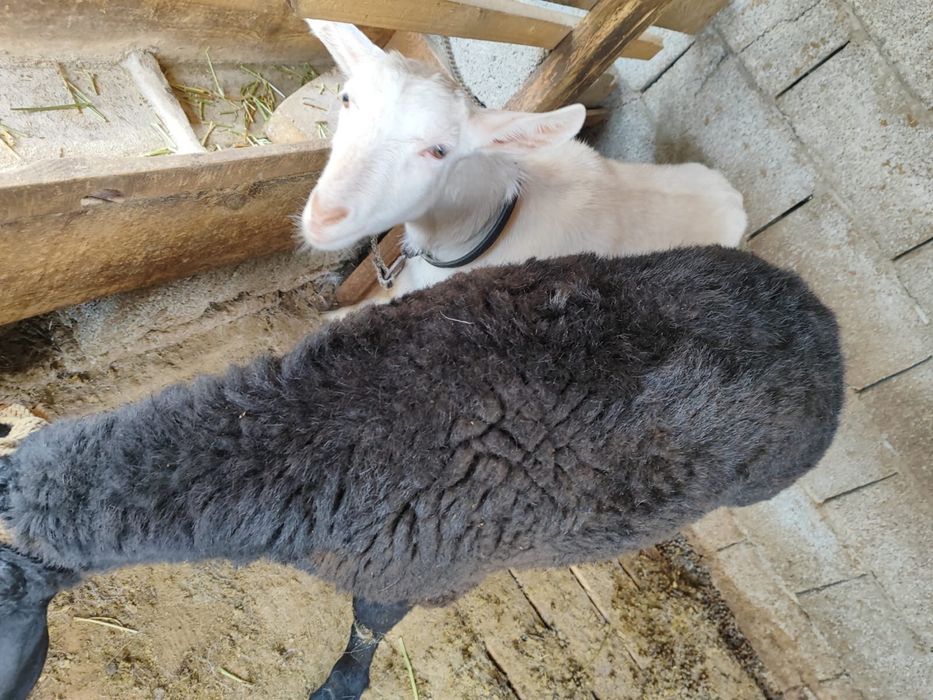 Семыз кошкар, суреттегы