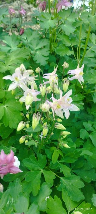 Флоксы и Аквилегия