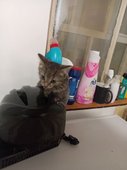 Отдам котят в хорошие руки