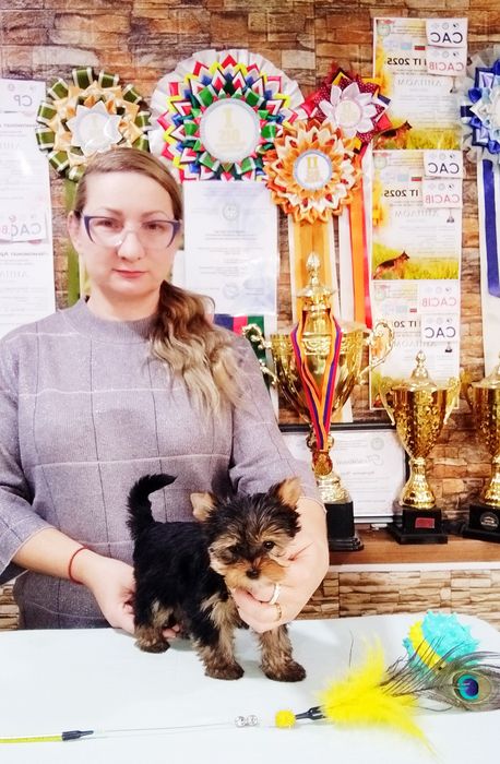 Щенки йоркширский терьер