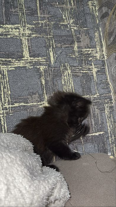 отдам котенка в добрые руки