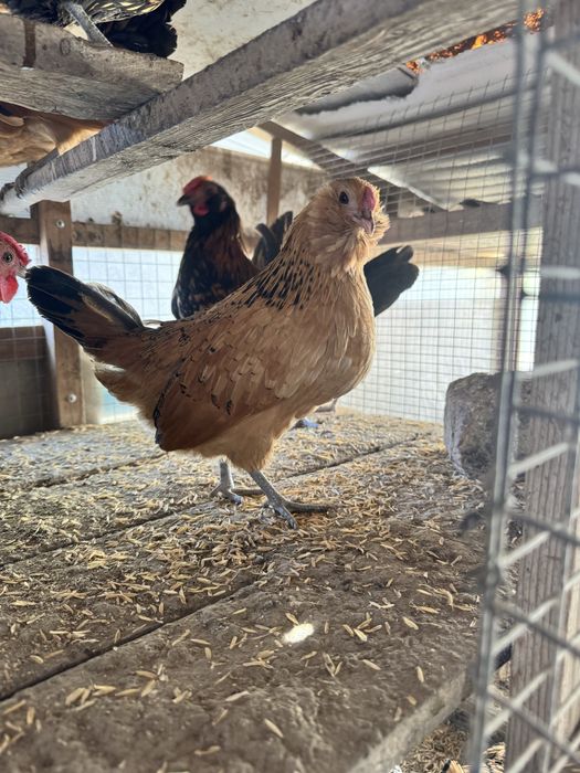 Borodatiylar sotiladi 2+2 Yosh narsalar 300 mingdan