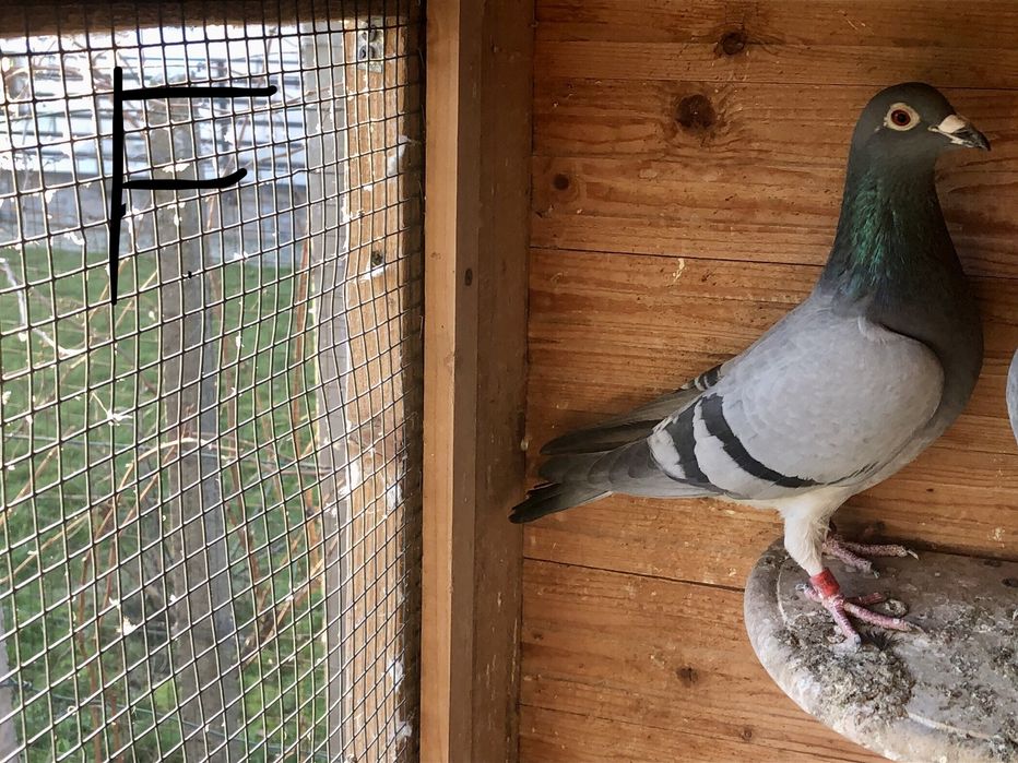 Toti 10 la 400roni = Arden,New Laureat , Sticalbaut