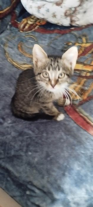 Отдам  котёнка ( 2 мес., девочка), в хорошие, добрые руки