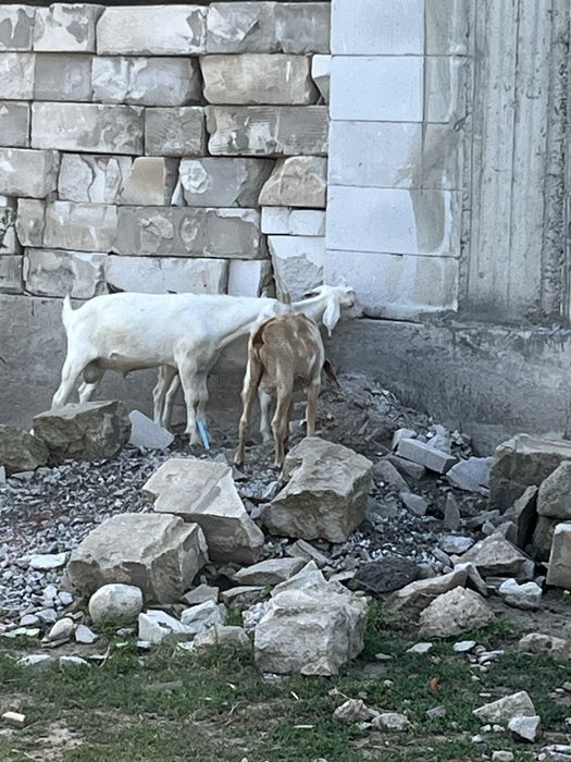 Продам козлят козлы нубийские