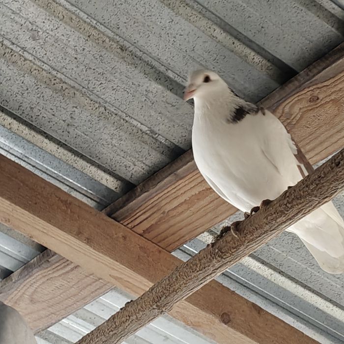 Vând porumbei înfoiați și standard