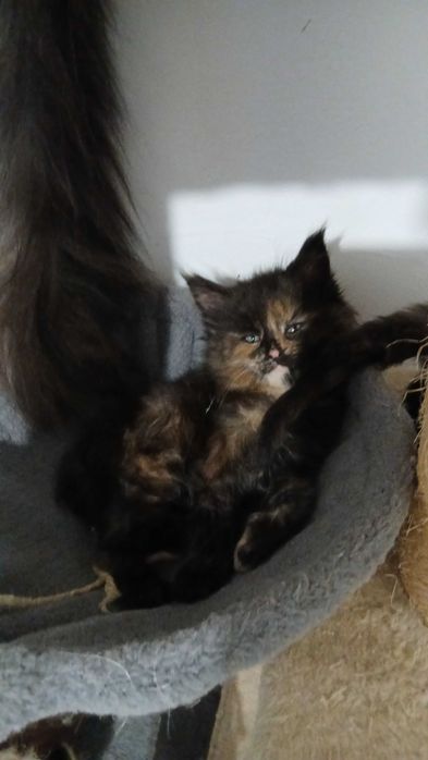 Vand baietel Maine coon