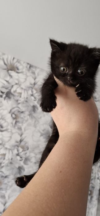 Шотландский котёнок страйт