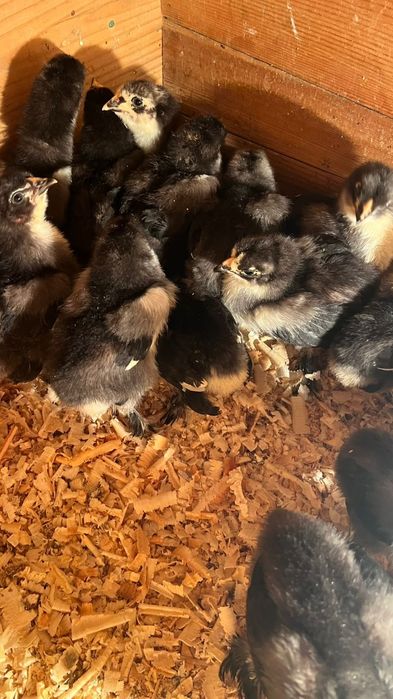 Чёрный брам цеплята