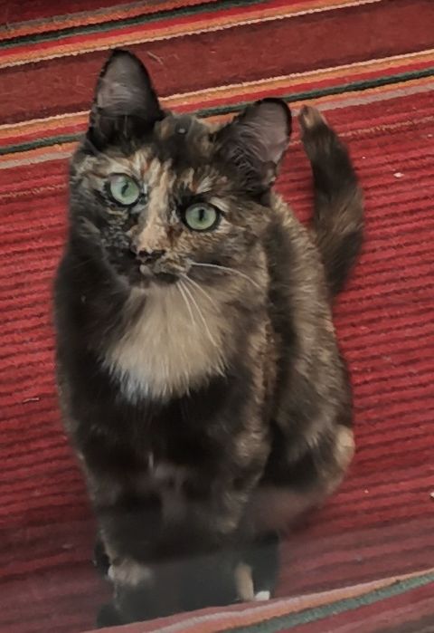 Кошечка в добрые руки