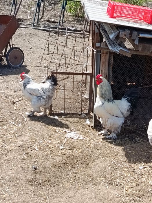 Продам курей породы брама!