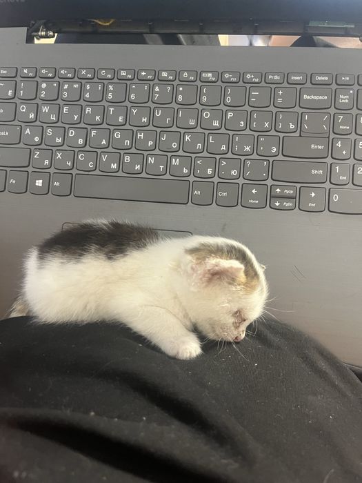 Котенок маленький смешной и добрый