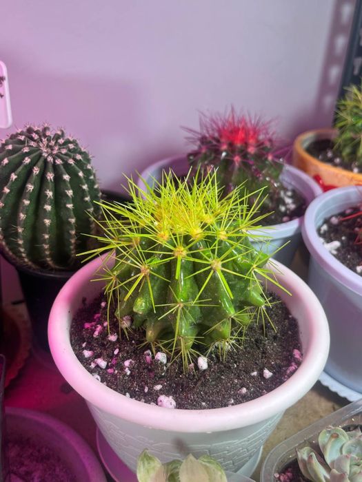 Шикарные кактусы пересажены