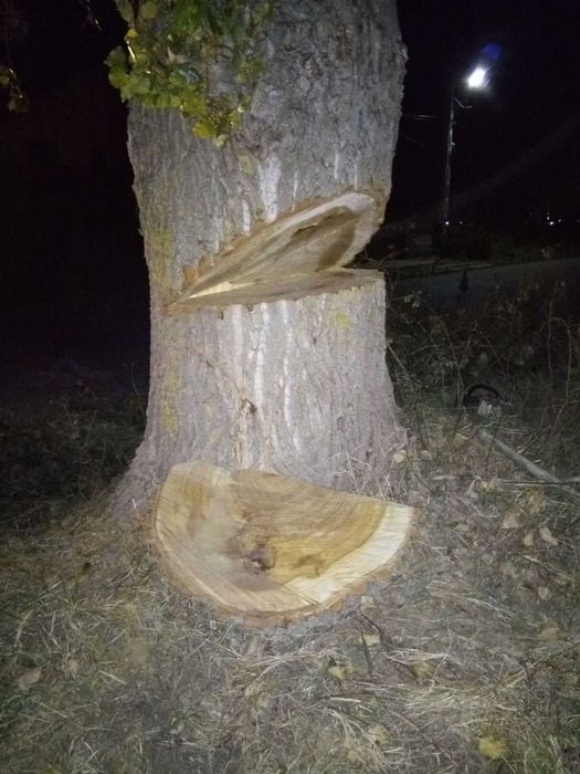 Toaletare defrisare copaci