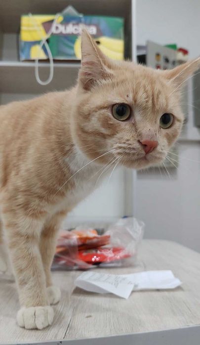 Персиковый котик ищет дом