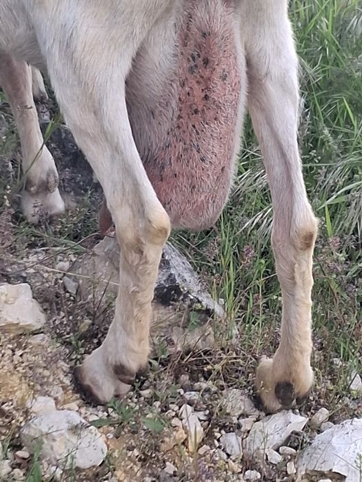 Vand 2 capre sannen gestante