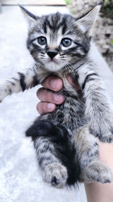 Mushuklar tekinga beraman