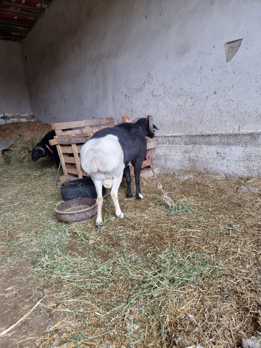 Кучкор сотилади уришадиган 9000