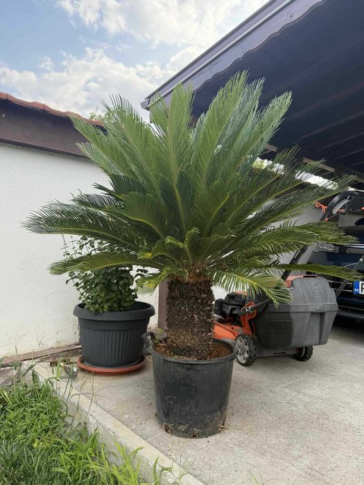 Палми цикас на 25 години