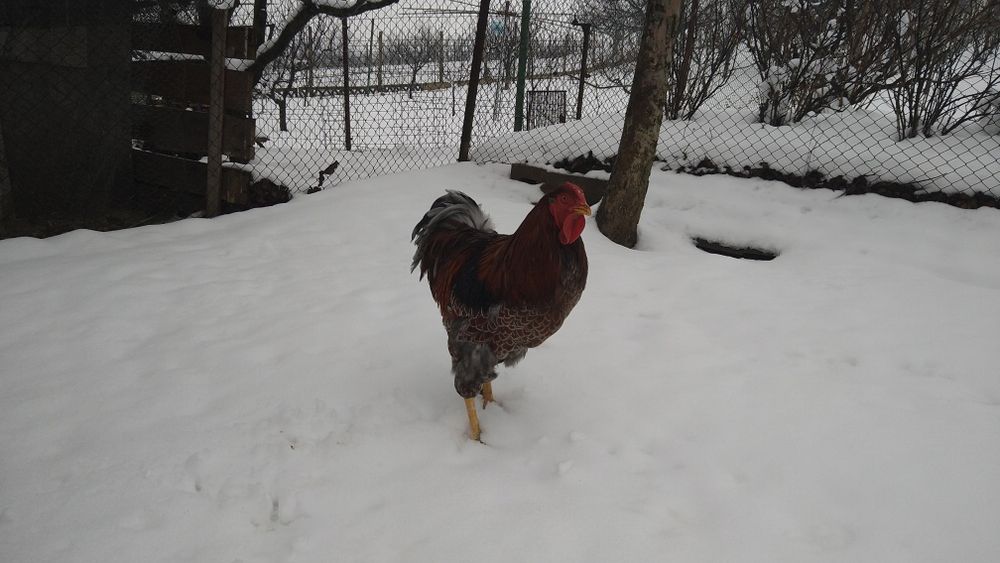 Cocos wyandott rosu albastru