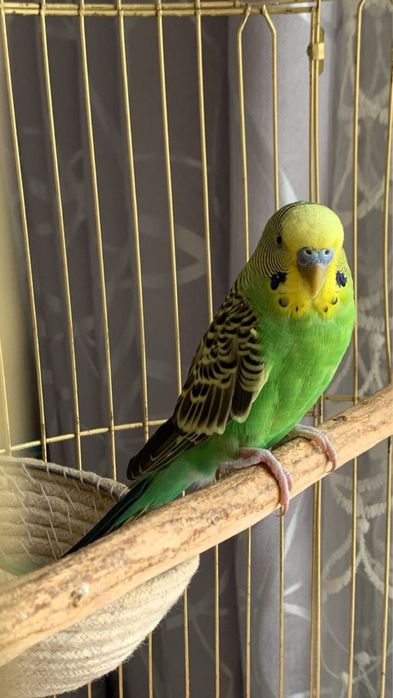 Волнистые папугай