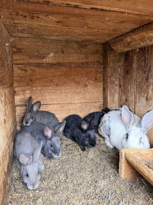 Vand iepuri si iepuroaie cu pui