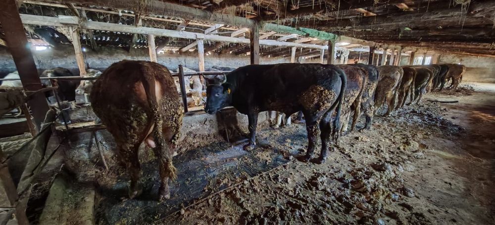 Бұқалар сатылады (2-2,5 жас) стояк быки