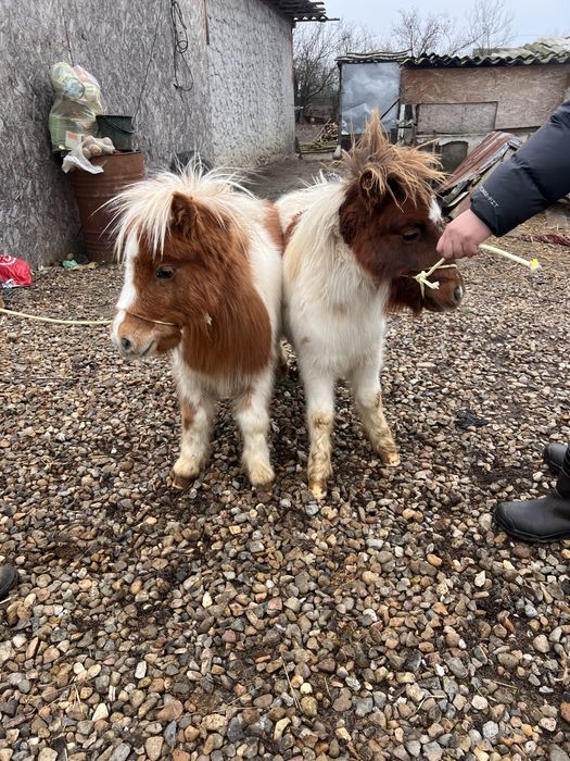 Ponei de vanzare adusi din olanda acte pedigri