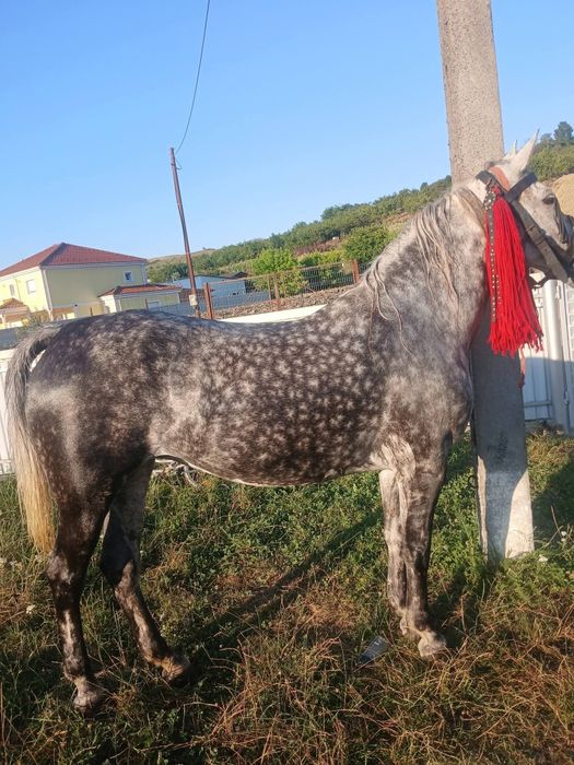 Iapă de .vânzare