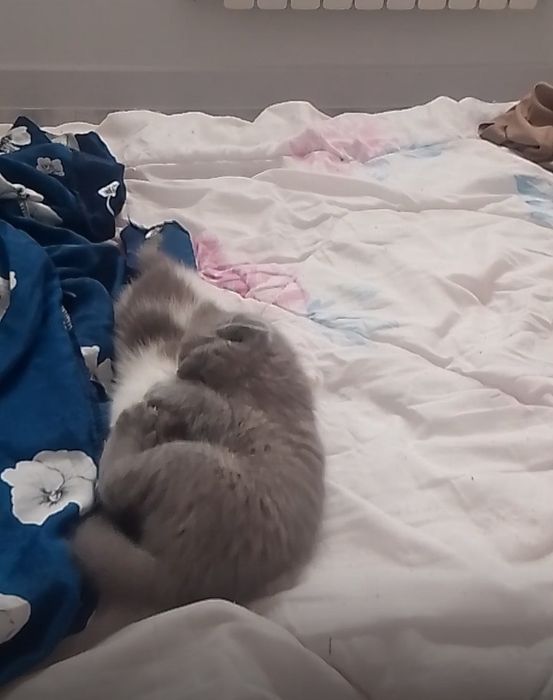 Срочно продам милых котят