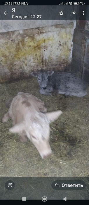 Продам тёлочку и бычка