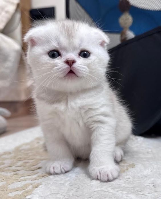 Кот для вязки. Скоттиш фолд.