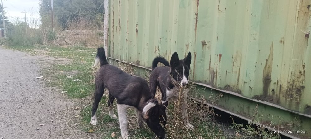 Продам щенят лайки