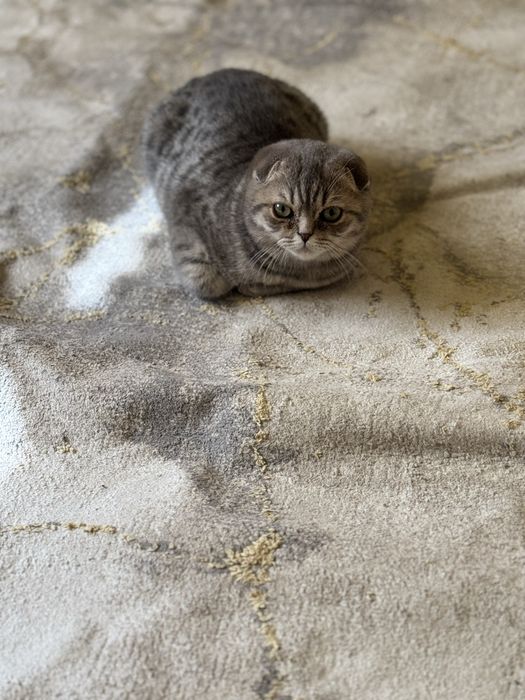 Продается котенок