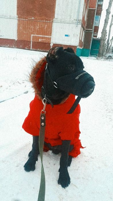 Куртка для собаки