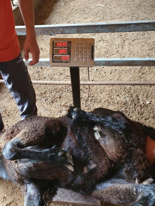 Семиз куйлар бор