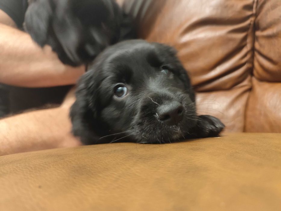 Подаряват се на грижовни стопани!