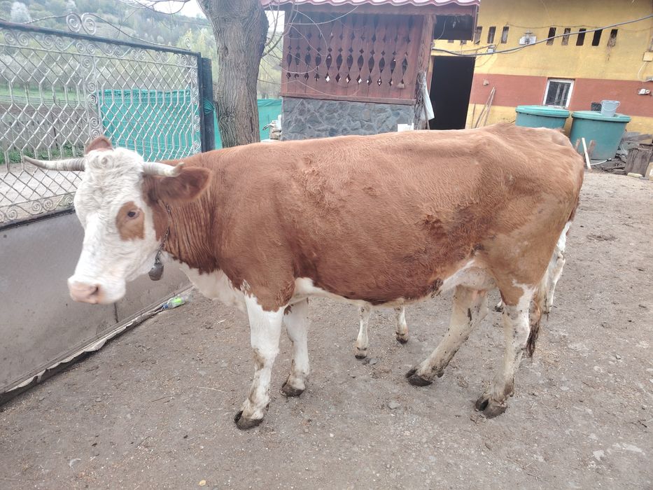 Vând vacă cu vițea