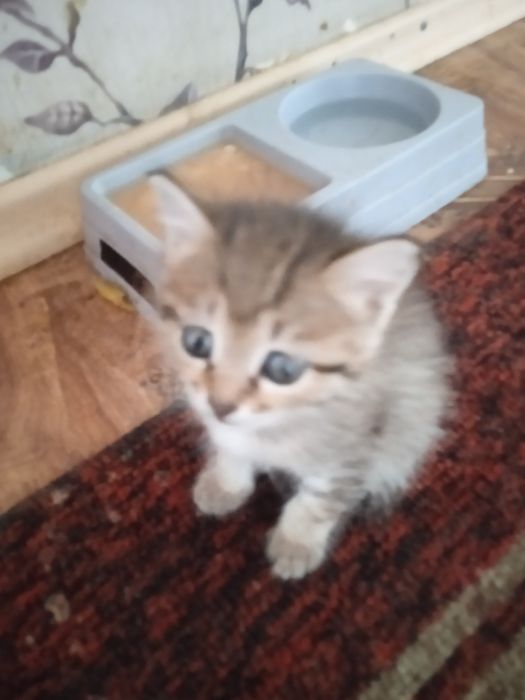 Отдам котят даром