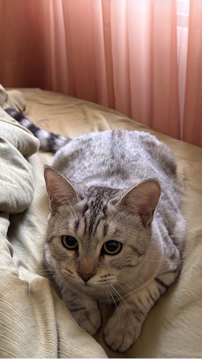 Отдам кота в добрые руки срочно