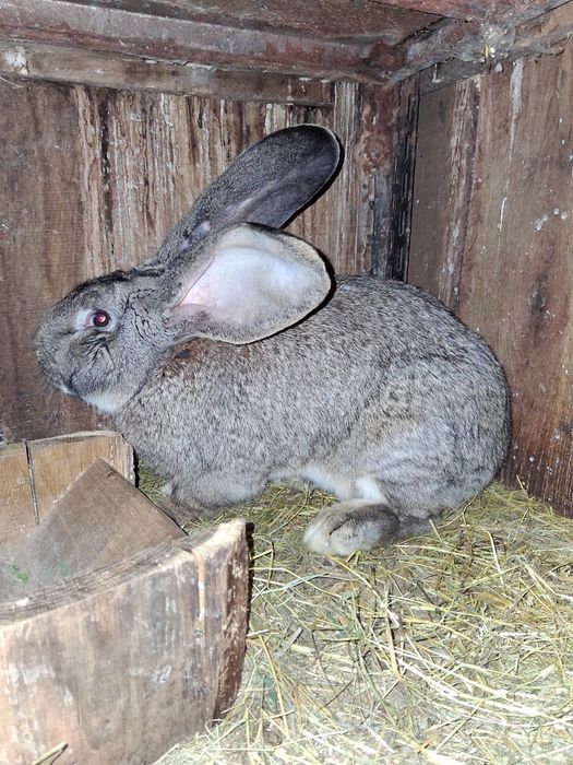 Vind 2 Mascul Urias German