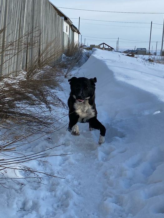 Пропали черно-белые собаки