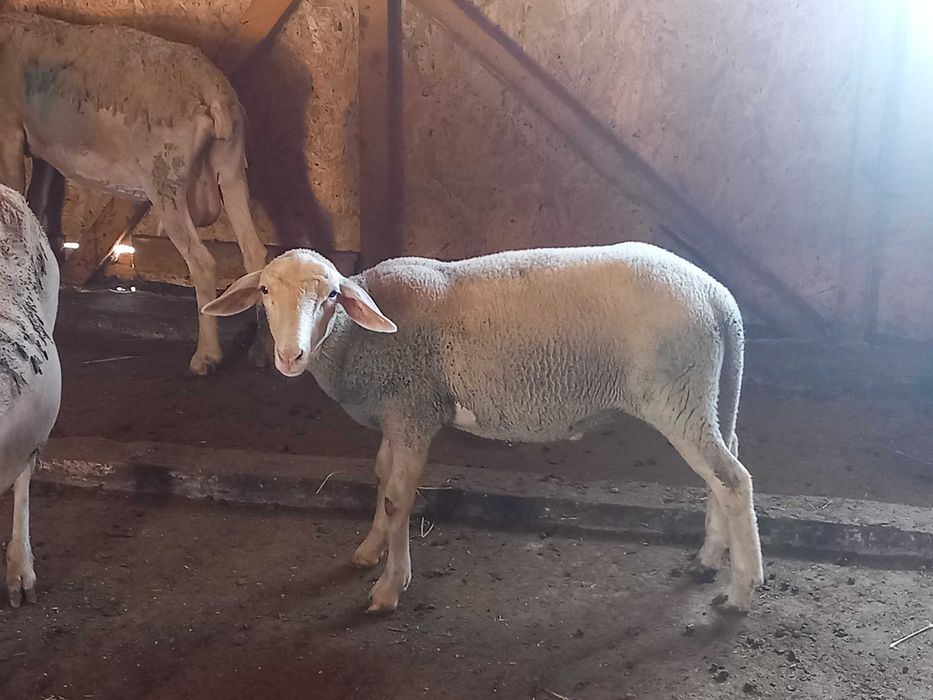 Miei lacaune de vânzare