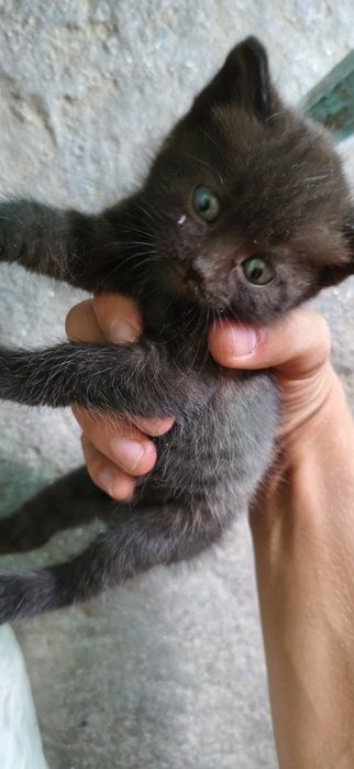 Отдам котят в хорошие руки