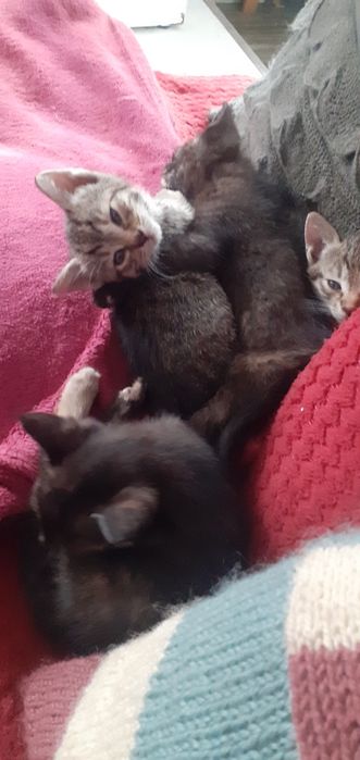 Pisicute pt adoptie