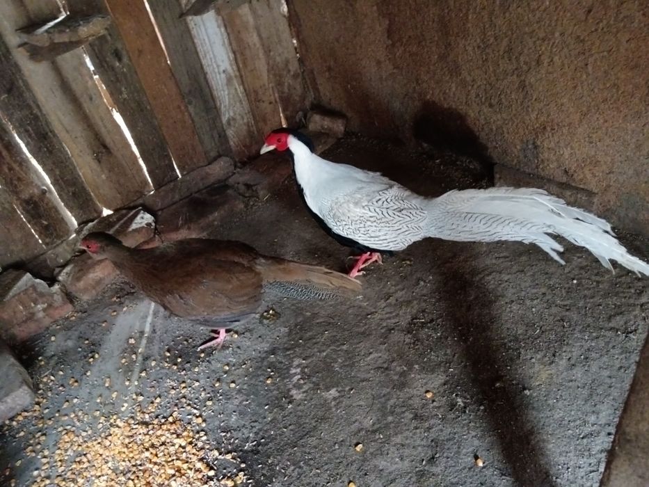 Fazani arginti doi ani