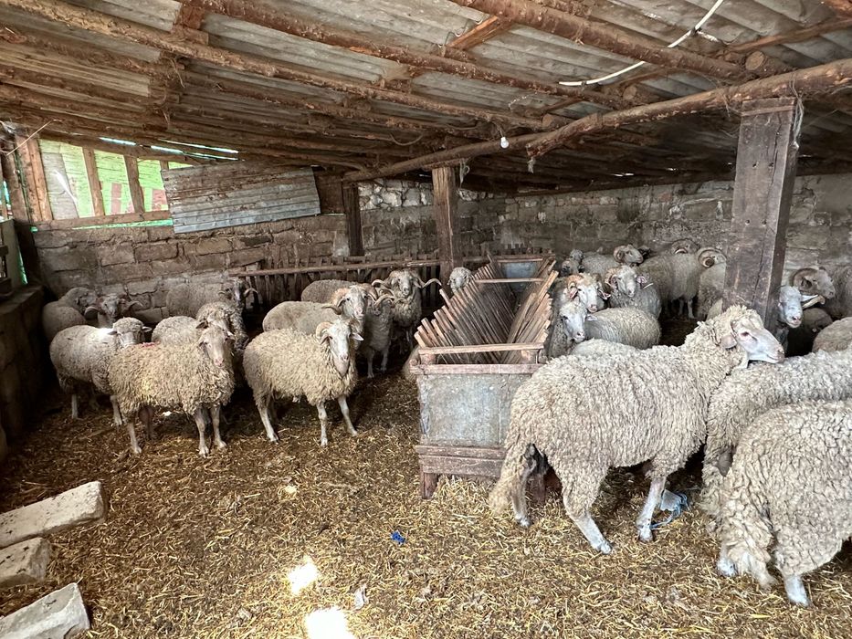 Bebecuti si Tauri pentru sarbatoarea  Kurban Bayram - langa Bucuresti (5km) in Chitila